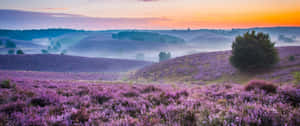 Lavender Field Near Misty Hills Wallpaper