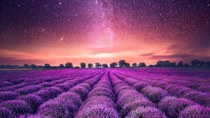 Lavender Field Orange Starry Sky Wallpaper