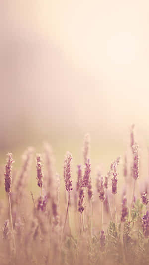 Lavender Field Sunrise Glow Wallpaper