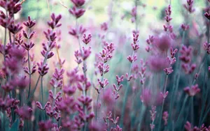 Lavender Flowers Aesthetic Macro Wallpaper