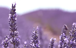 Lavender Flowers Macro Wallpaper