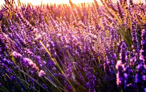 Lavender Flowers Sunshine Close Up Wallpaper