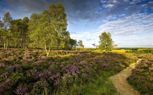 Lavender Grass Meadow Path Wallpaper