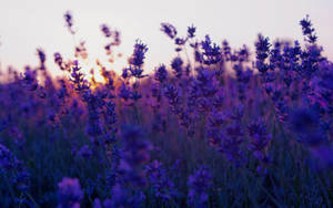 Lavender In Purple Aesthetic Iphone Display Wallpaper