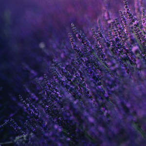 Lavender Macro Flower Wallpaper