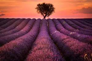 Lavender Sunset Field Wallpaper