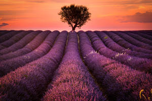 Lavender Sunset Field Wallpaper