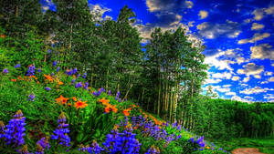 Lavenders In The Redwood Forest Wallpaper