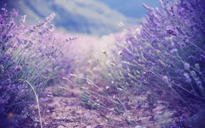 Lavenders On Mountain Trail Wallpaper