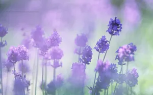 Lavenders Purple Flowers Soft Focus Shot Wallpaper
