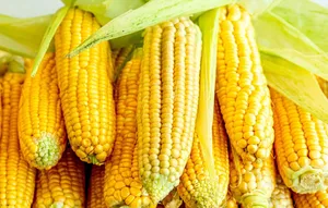 Layers Of Sweet Corns Wallpaper