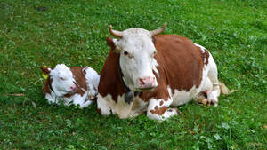Laying Cow And Calf Wallpaper