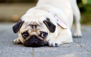 Lazy But Cute Pug Dog Wallpaper