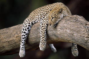 Lazy Leopard On Tree Hd Wallpaper