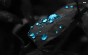 Leaf Dark Blue Droplets Wallpaper