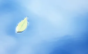 Leaf In Blue Water Wallpaper