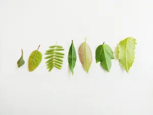 Leaf In Different Shapes Wallpaper