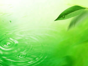 Leaf On Green Water Wallpaper