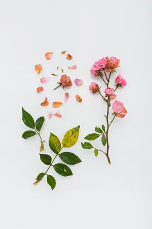 Leaf With Pink Flowers Wallpaper