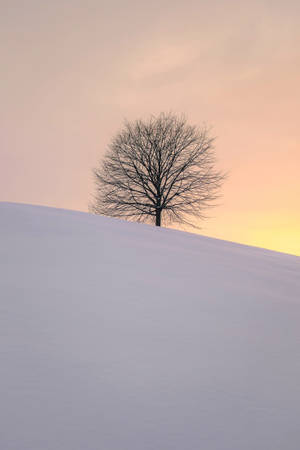 Leafless Tree Snowy Hill Wallpaper