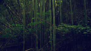 Leafy Bamboo Forest Wallpaper