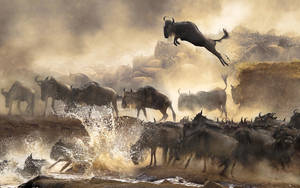 Leaping Buffalo In Stampede Wallpaper