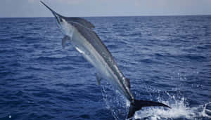 Leaping Marlin Blue Ocean Wallpaper