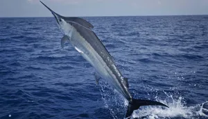 Leaping Marlin Blue Ocean Wallpaper