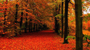 Leave Covered Road Fall Wallpaper