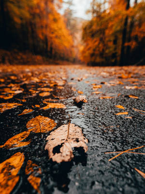 Leaves, Rain, Wet, Autumn Wallpaper
