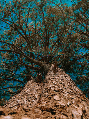 Lebanon Blue Sky Brown Tree Wallpaper