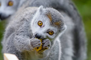 Lemur Eating Food Wallpaper