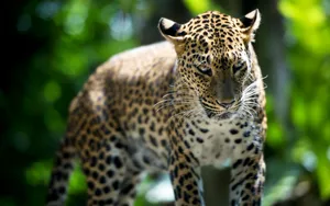 Leopard In The Forest Hd Wallpaper