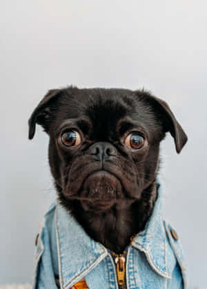 Let's Get Denim With Pug Dog Wallpaper