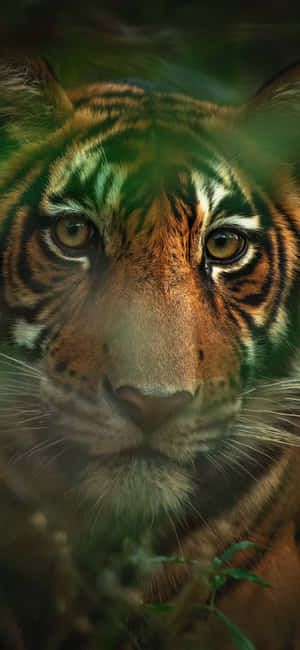 Let Your Tiger Roar With Tiger Phone Wallpaper