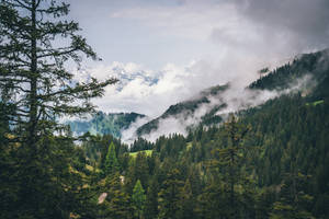 Liechtenstein Pine Forest Wallpaper