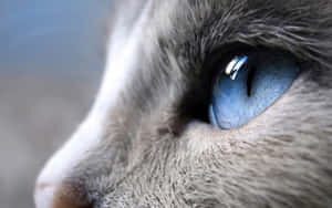 Light Blue Cat Eyes Closed Up Wallpaper