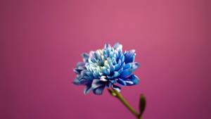 Light Blue Chrysanthemum Wallpaper