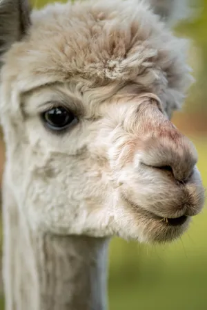 Light Brown Alpaca Face Wallpaper