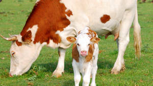 Light Brown Baby Cow Wallpaper