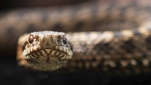 Light Brown Cottonmouth Wallpaper