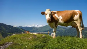 Light Brown Cow Wallpaper