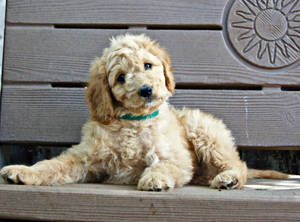 Light Brown Cute Puppy On Bench Wallpaper