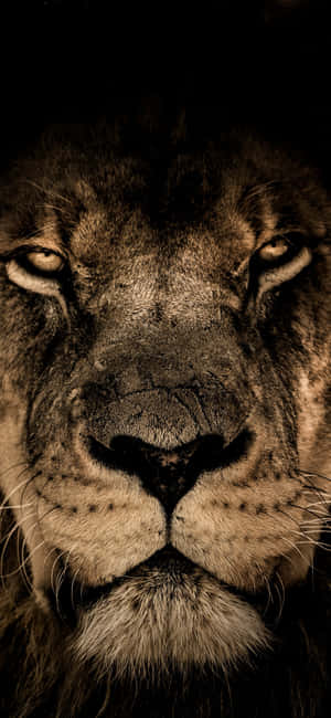 Light Brown Lion Face Wallpaper