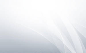 Light Gray And White Gradient Wallpaper