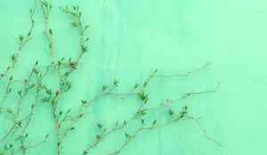 Light Green Aesthetic Vines Wallpaper