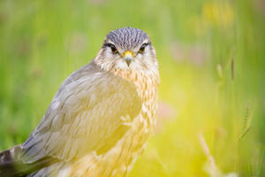 Light Grey Falcon Wallpaper