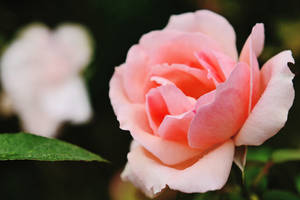 Light Pink Rose Hd Wallpaper