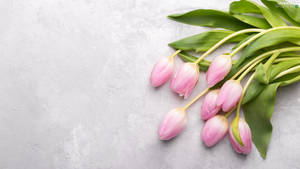 Light Pink Tulips Wallpaper