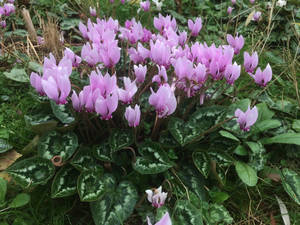 Light Purple Hardy Cyclamen Wallpaper